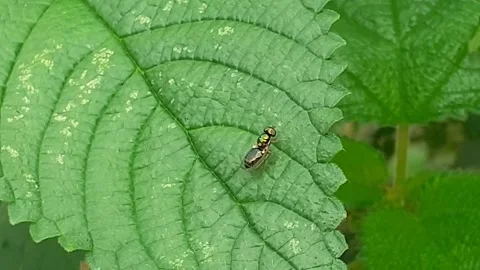 Flies Stock Footage 171946499