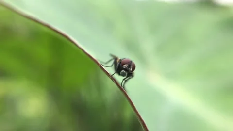 Flies Stock Footage 263286598
