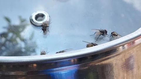 Flies Stock Footage 289610031