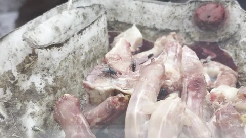 Flies Stock Footage 315149242