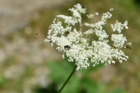 Flies on forest flower Stock Photos