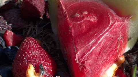 Flies on Fruit Vidéo 22695789