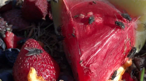 Flies on Fruit Vídeo Stock 22701786