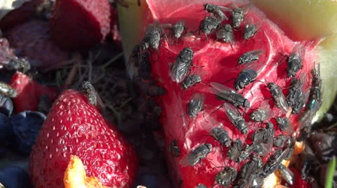 Flies on Fruit Vidéo 22705194