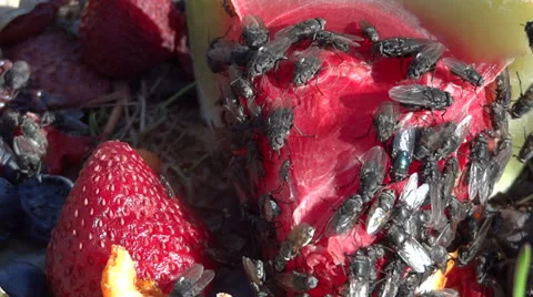 Flies on Fruit - Timelapse Vidéo 22673787