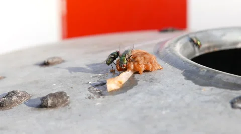 Flies on a garbage can Stock Footage 53018260