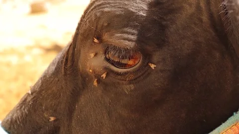 Flies Gather Around Cow’s Eye Seeking Moisture from Tears , Causing Discomfort Stock Footage 312450528
