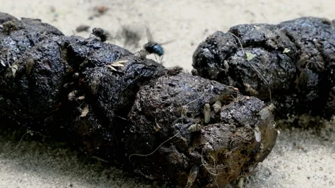 Flies gathering over pile of dog shit on... | Stock Video | Pond5