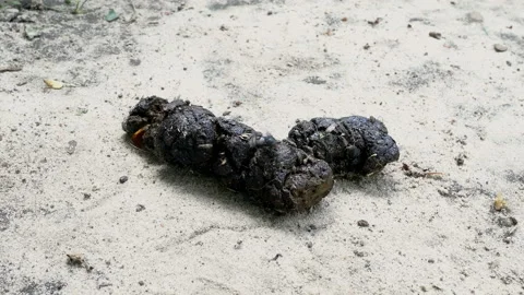 Flies gathering over pile of dog shit on... | Stock Video | Pond5