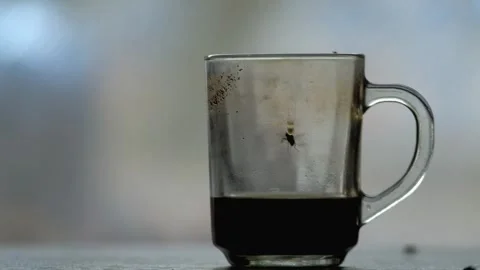 Flies in a glass cup Stock Footage 270779092