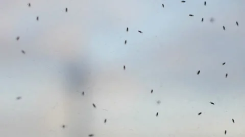Flies On The Glass Stock Footage