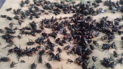 Flies in a glue trap Stock Footage 255403574