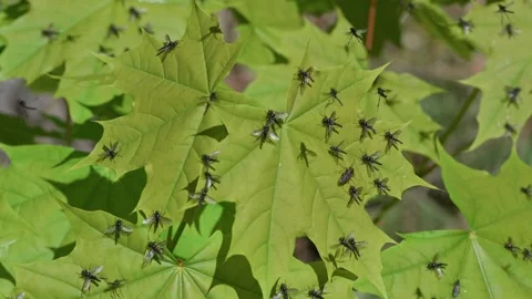 Flies, gnats small black Stock Footage 315206003