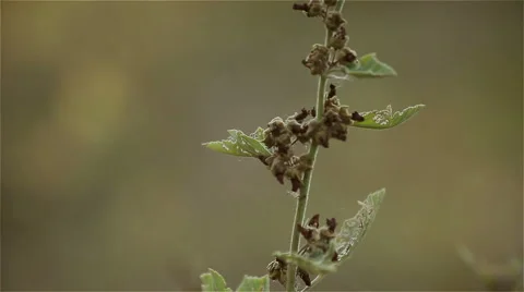 Flies on the grass on the field Stock Footage 48923460