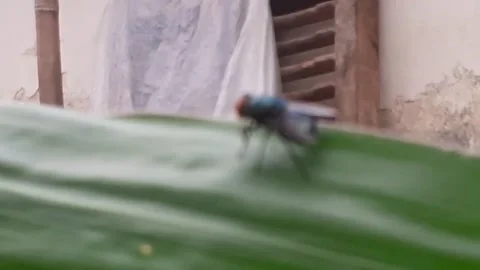 Flies (green colour) Stock Footage 171766191