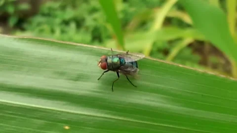 Flies (green colour) Stock Footage 171767251