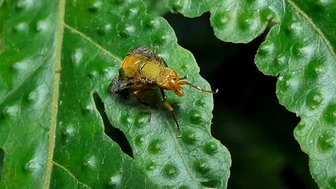 Flies on a green leaf. Stock Footage 96129913