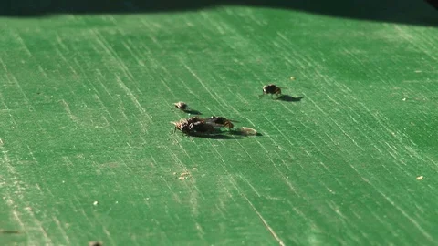 Flies on the green table Stock Footage 91210852