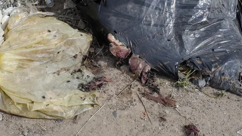 Flies hit the garbage in the city dump Stock Footage 93709178