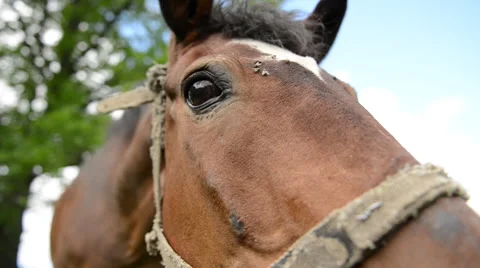 Flies on Horse Closeup Stock Footage 60665125