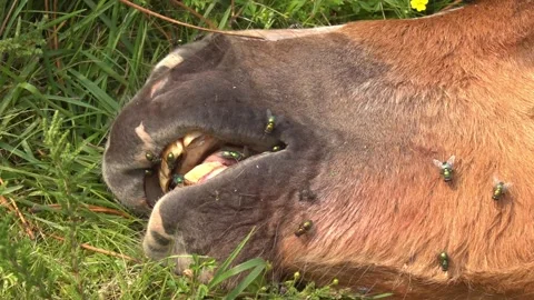 Flies hover over the carcass of a foal - 213 Stock Footage 310502200