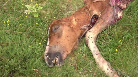 Flies hover over the carcass of a foal - 221 Stock Footage 310502207