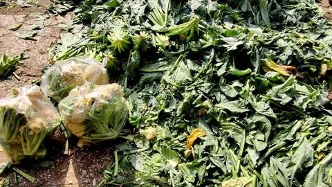 Flies hover over heap of cabbage leaves in local Pakistani market Stock Footage 319838750