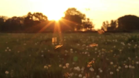 Flies Hovering Around Pretty Meadow At Sunset Stock Footage 72398138