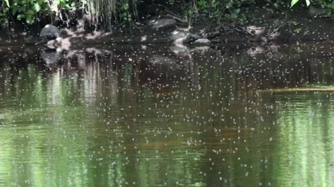 Flies Hovering over the River Tees on a Hot Summer Day, UK Video stock 311100122