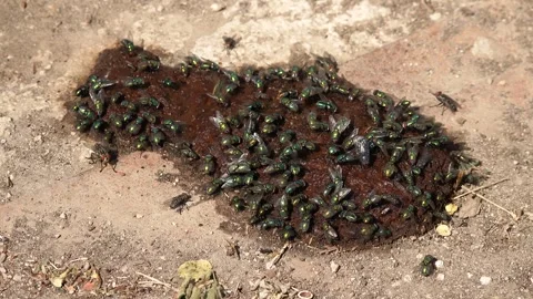 Flies on human poop Stock Footage 249876814