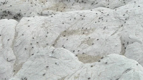 Flies Infestation on Rocks Stock Footage 67216378