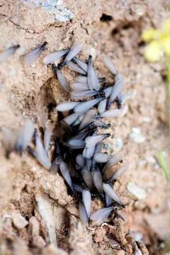 Flies insects with big wings on ground macro background fine art in high qual Stock Photos
