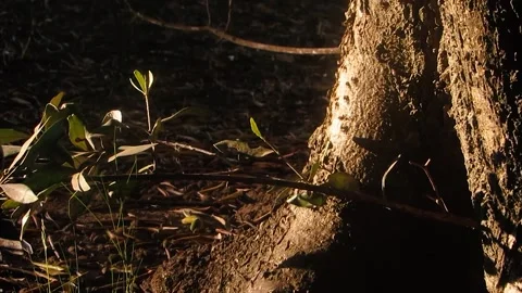 Flies invasion Stock Footage 142408648