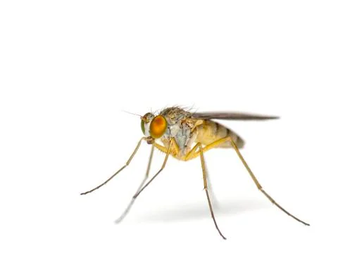 Flies-isolated on white Stock Photos