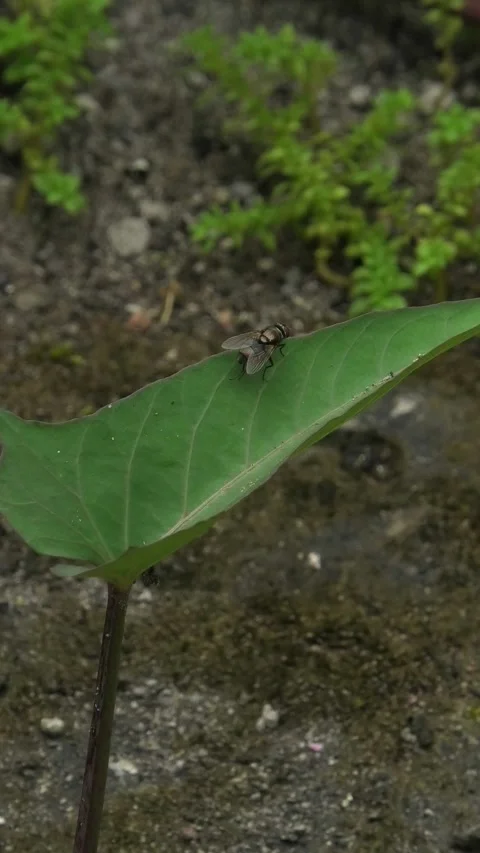 Flies Land on a Leaf Video stock 308062035