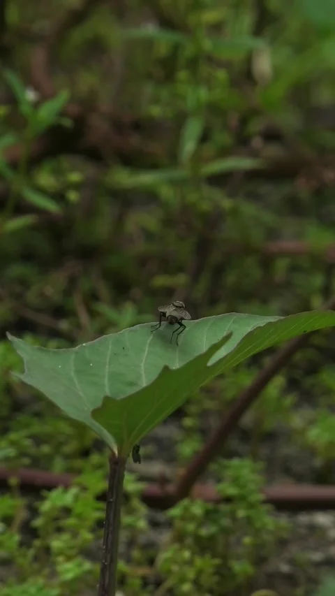 Flies Land on a Leaf Stock Footage 308063601