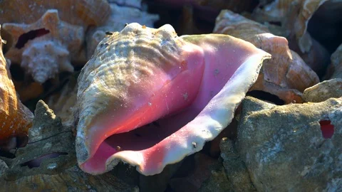 Flies landing on conch shells 4K Stock Footage 117088666