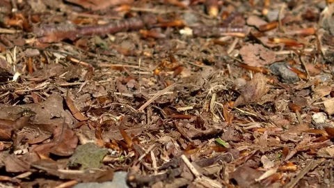 Flies landing on the surface of a forest soil, crawling on the ground Stock Footage 76771138