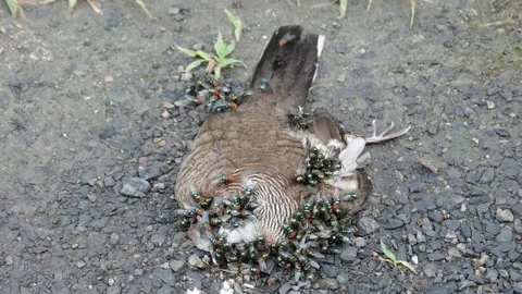 Flies lay eggs around open body and wounds of dead bird. Stock Footage 134921346