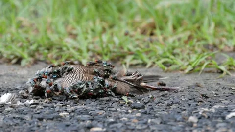 Flies lay eggs around open body and wounds of dead bird. Stock Footage 134921352