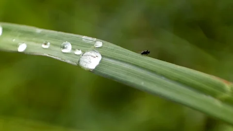 Flies on the leaves Stock Footage 127542021