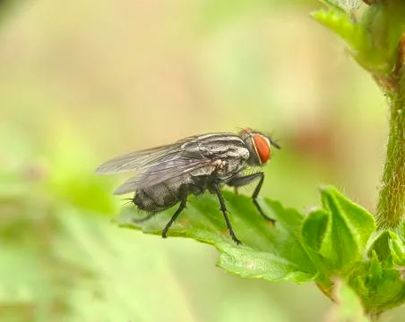 Flies on the leaves Stock Photos