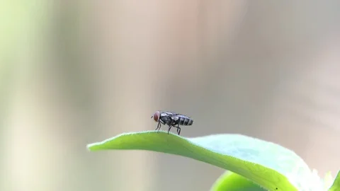 Flies on a leaves. video Stock-Footage 104097233
