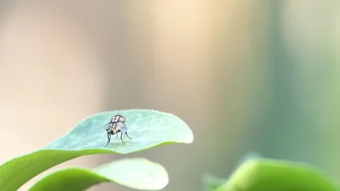 Flies on a leaves. video Stock Footage 104097312