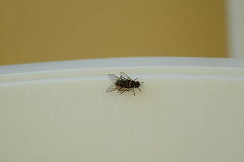 Flies make offspring in the family. Stock Photos
