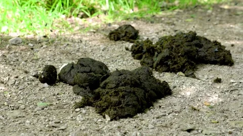 Flies on manure Stock Footage 190100347