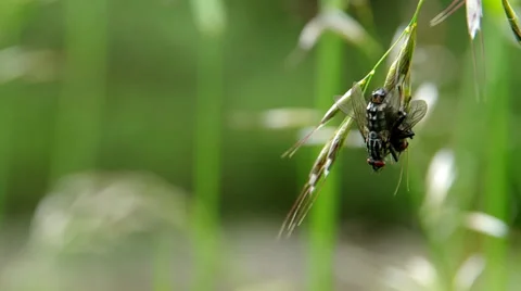 Flies mate on a green meadow Stock Footage 38305429