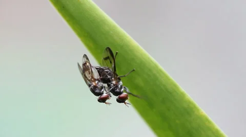 Flies mating Stock Footage 39863522