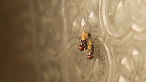Flies mating on glass surface – macro view of insect reproduction behavior Stock Footage 312103995