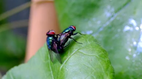 Flies mating on a leaf 1 Stock Footage 41505274